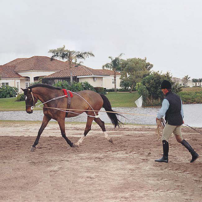 Pessoa Lunging System Horse  image number null