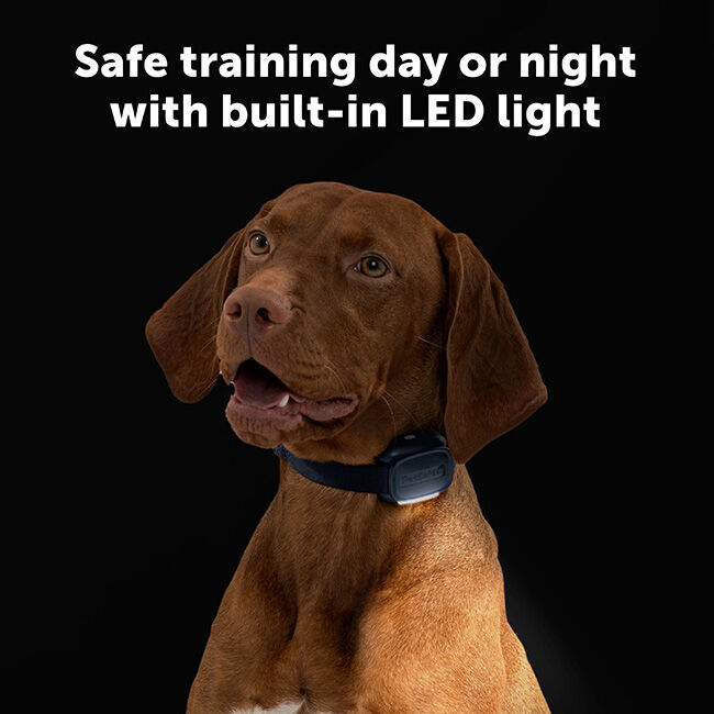 PetSafe Core Dog Trainer with Remote image number null