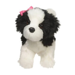 Douglas Poofy the Black & White Shih-Tzu