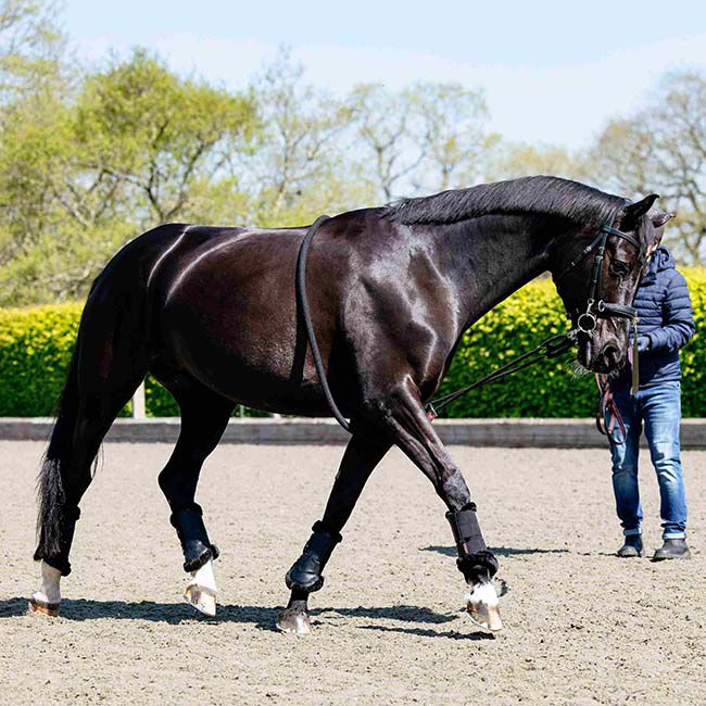 LeMieux Rope Lunging Aid - Black image number null