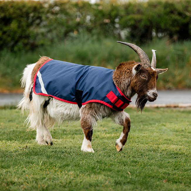 Horseware Goat Coat (200g Medium) - Navy/Red image number null