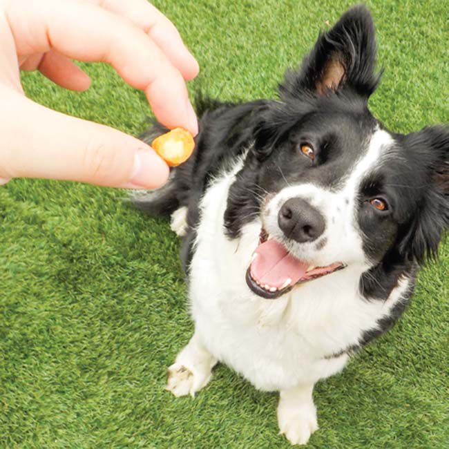 Inaba Churu Fun Bites Dog Treats - Chicken with Cheese Recipe - 8-Pack image number null