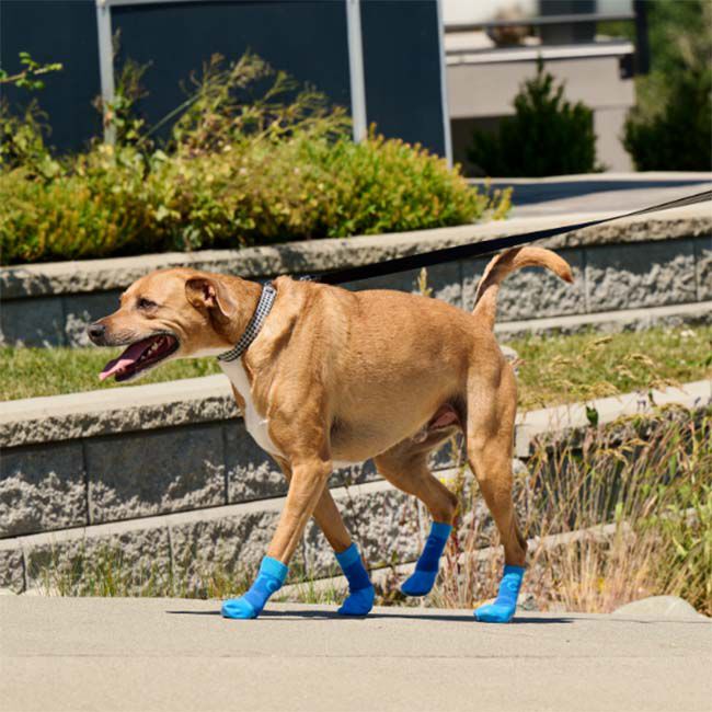 RC Pets Sporty PAWks for Dogs - Electric Blue/Cyan image number null