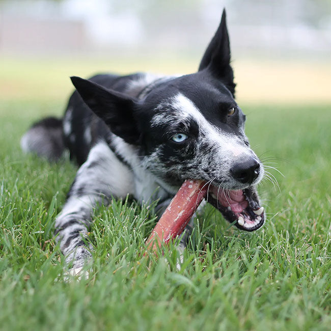 Tuesday's Natural Dog Company Odor-Free Bully Stick - Jumbo image number null