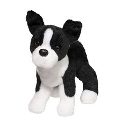 Douglas Quincy the Boston Terrier