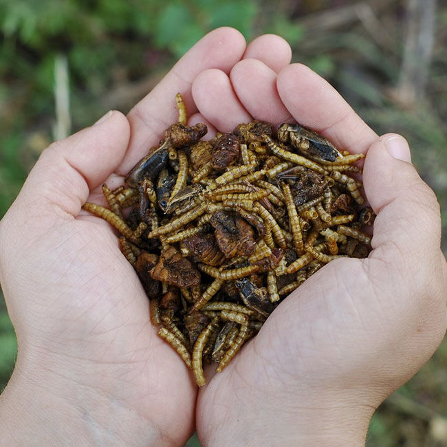 Little Farmer Add A Bug Chicken Treats - 1 lb image number null
