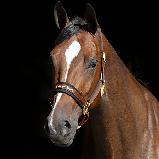 Back on Track Werano Halter image number null