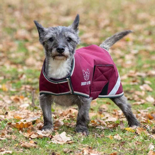 Shires Digby & Fox Waterproof Dog Coat - Burgundy image number null