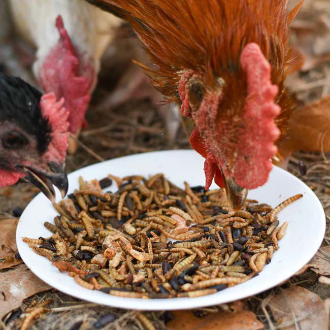 Happy Hen Bug Bonanza - Mealworm & Bug Blend image number null