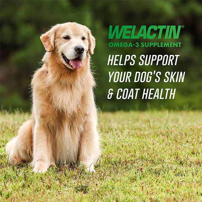 Nutramax Welactin Omega 3 Fish Oil for Dogs, Skin and Coat Health Supplement, Plus Joint, Immune, Kidney, and Brain Support, Premium Omega 3 Fatty Acids, For Dogs of all Sizes - 16 oz image number null