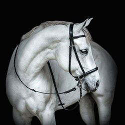 Dr. Cook Bitless English Raised Headstall
