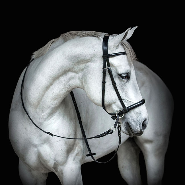 Dr. Cook Bitless English Raised Headstall image number null