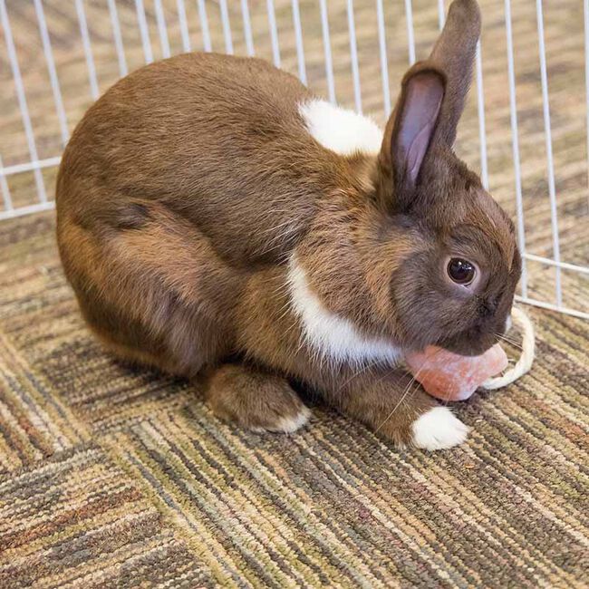 Ware Pet Products Himalayan Salt on a Rope for Small Animals image number null