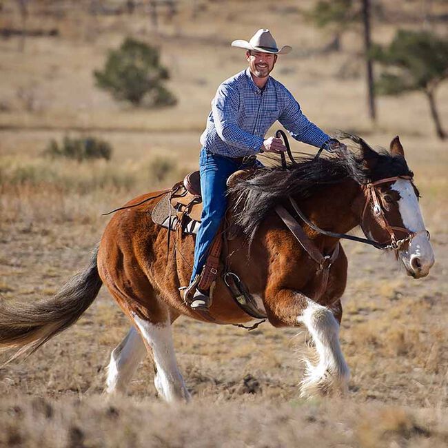 Weaver Justin Dunn Bitless Bridle Draft Size The Cheshire Horse