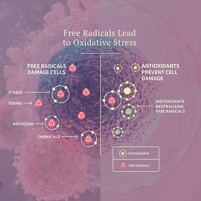 Adored Beast Apothecary Vital Defense - Cellular Support for Dogs & Cats - 50 g image number null