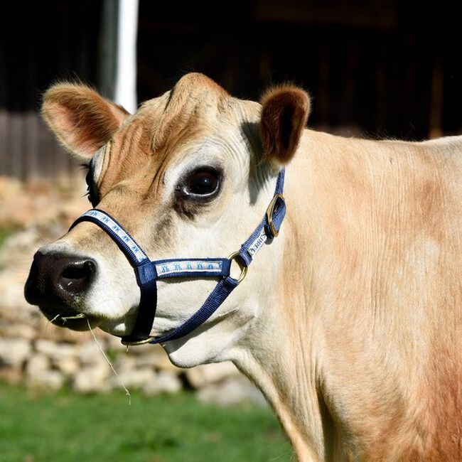 Blue Perri's Ribbon Nylon Cow Halter image number null
