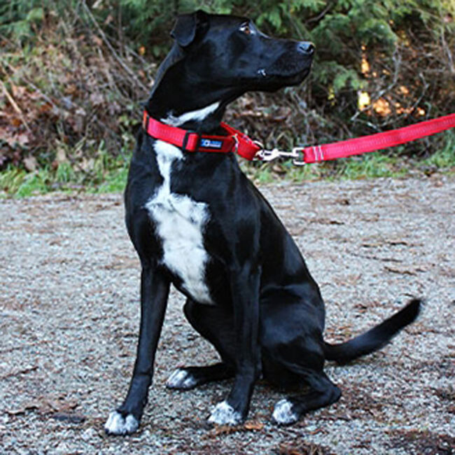 Canine equipment martingale collar clearance