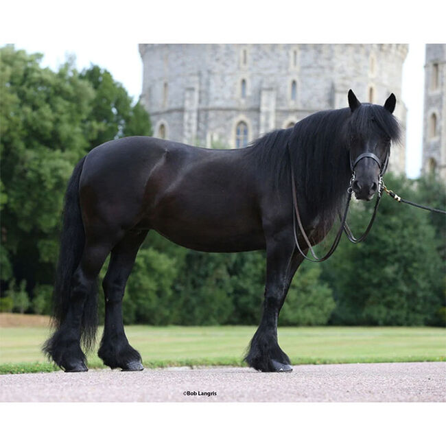 Breyer Carltonlima Emma - The Queen's Pony image number null