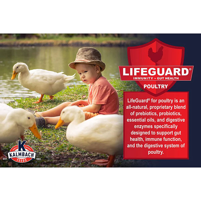 Kalmbach Feeds 18% Duck, Goose & Swan Feed - 10 lb image number null