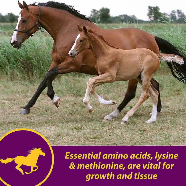 Horse Health Products Shur Hoof Supplement image number null