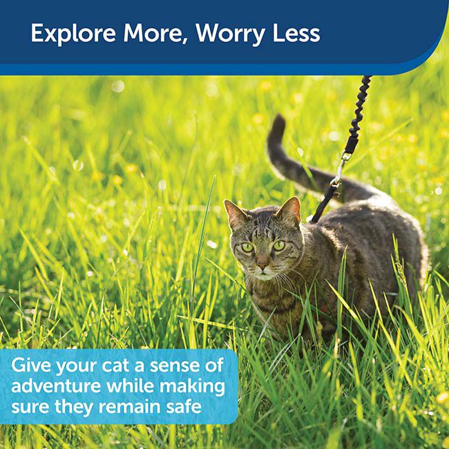 PetSafe Come with Me Kitty Harness & Bungee Leash - Black/Silver image number null