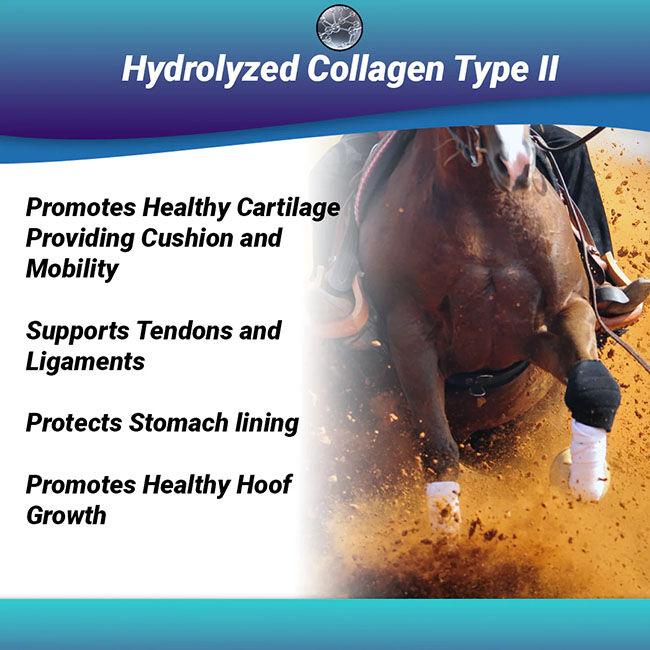 OptiWize Collagen Plus Equine Joint Supplement image number null