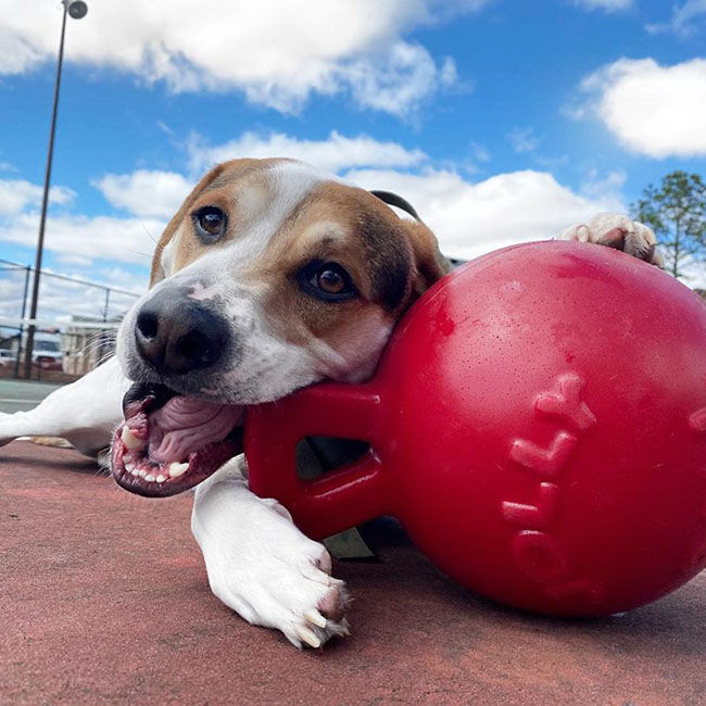 Jolly Pets Tug-N-Toss Dog Toy image number null
