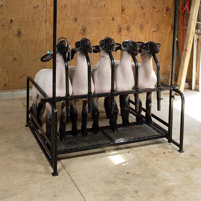 Weaver Livestock Steel 5-Head Sale Rack image number null