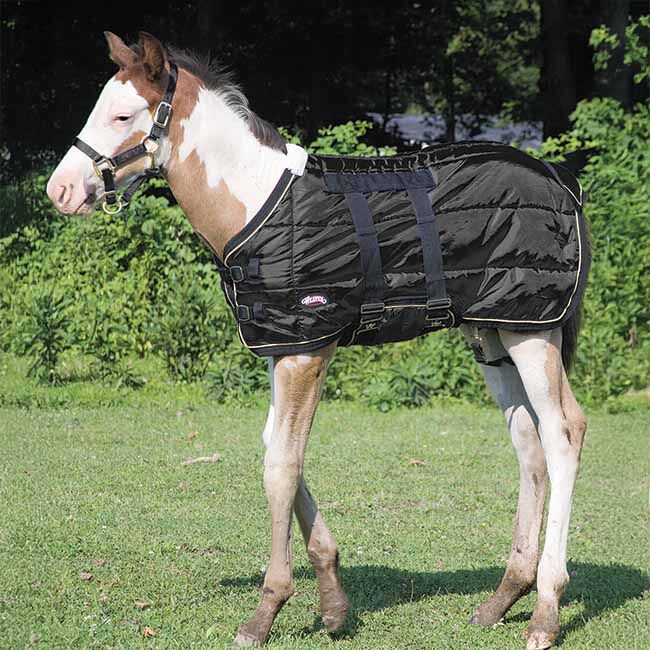 Weaver Equine Foal Blanket image number null
