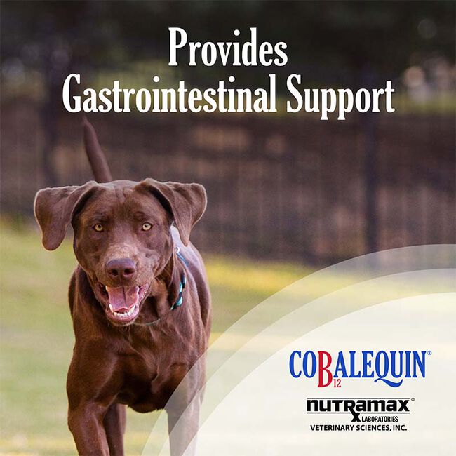 Nutramax Cobalequin B12 Supplement for Medium to Large Dogs - 45 Chewable Tablets image number null