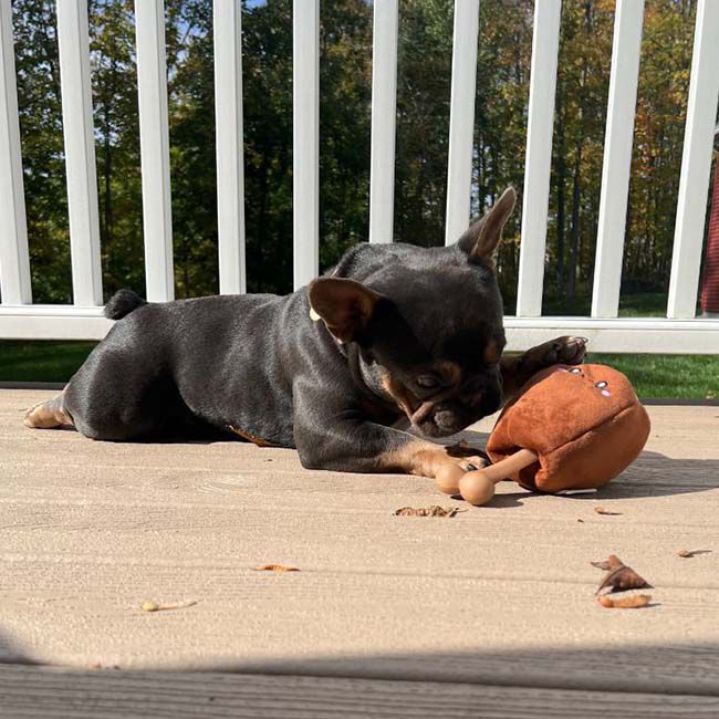 Territory 2-in-1 Dog Toy - Ham Bone image number null