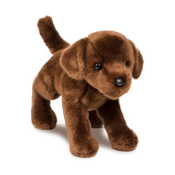 Douglas C.C. Bean the Chocolate Lab