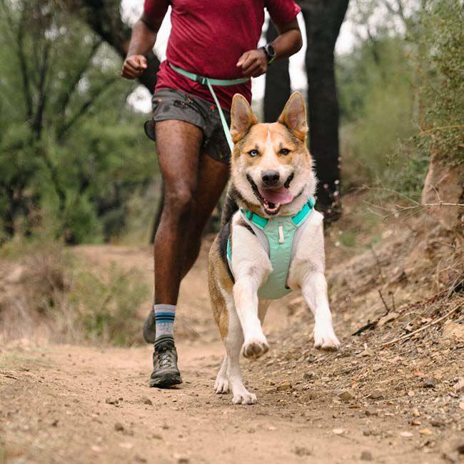 Ruffwear Hi & Light Harness - Sage Green image number null