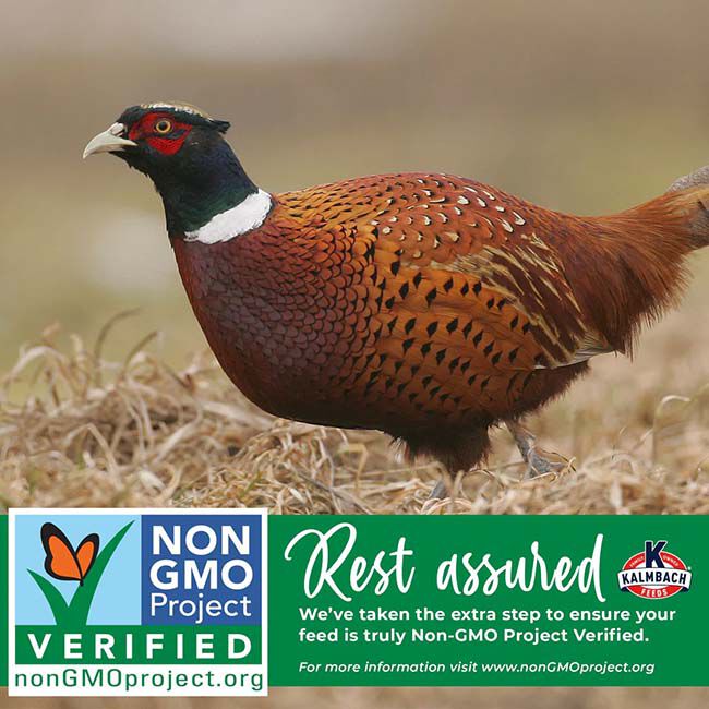 Kalmbach Feeds 28% Non-GMO Start Right Turkey & Gamebird Feed - 50 lb image number null