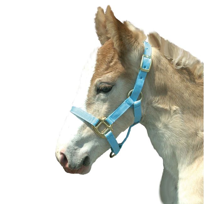 Intrepid International Foal Halter image number null