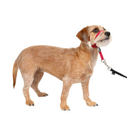 PetSafe Gentle Leader Head Collar - Red