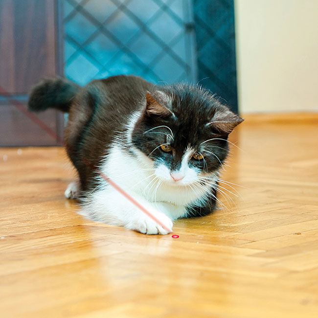 KONG Laser Pointer Cat Toy image number null
