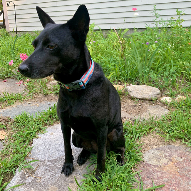 Shiva wearing Ruffwear Crag Collar  image number null