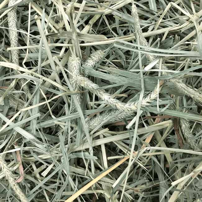 Oxbow Animal Health Hay Blends - Western Timothy & Orchard Hay image number null