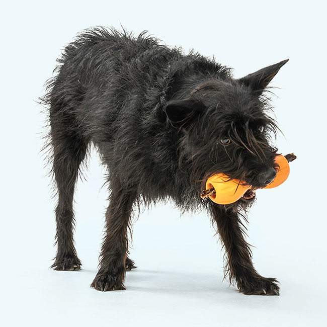 West Paw Qwizl Puzzle Toy image number null