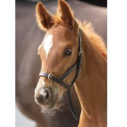 Shires Blenheim Leather Foal Slip Halter