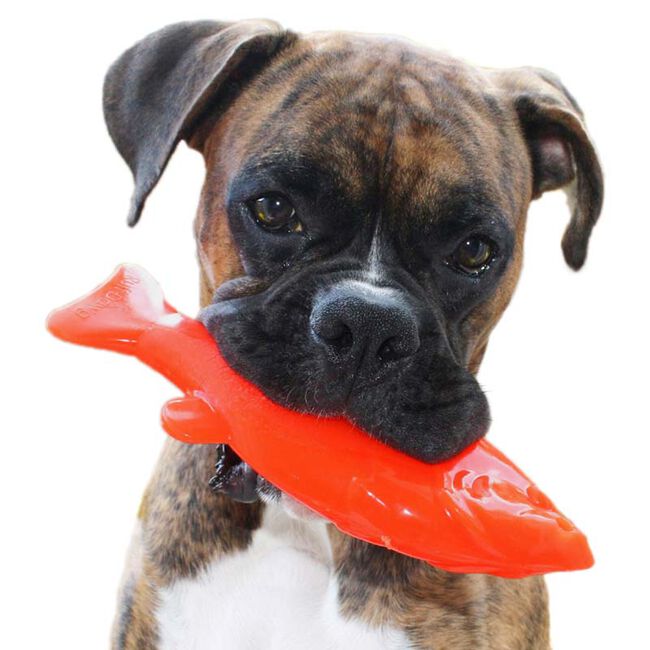 Ruff Dawg Flying Fish - Rubber Retrieving Dog Toy - Assorted Colors image number null