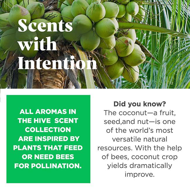 Project Hive Fetch Stick - Tropical Coconut Scent image number null