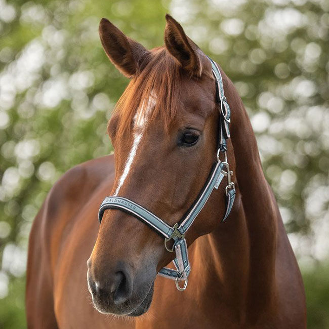 Waldhausen Athletic Halter image number null