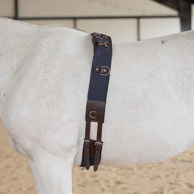 Equinavia Saga Lunge Surcingle - Chocolate Brown/Navy image number null