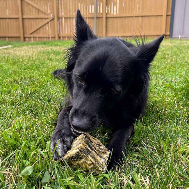 Icelandic+ Cod Skin Cube Dog Treat - 1.4 oz image number null