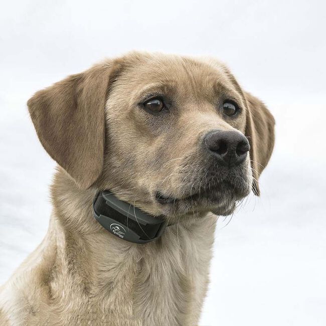 SportDOG FieldTrainer 425X image number null