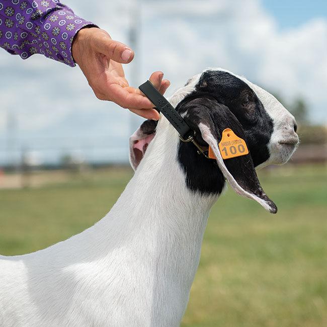 Weaver goat collar shop
