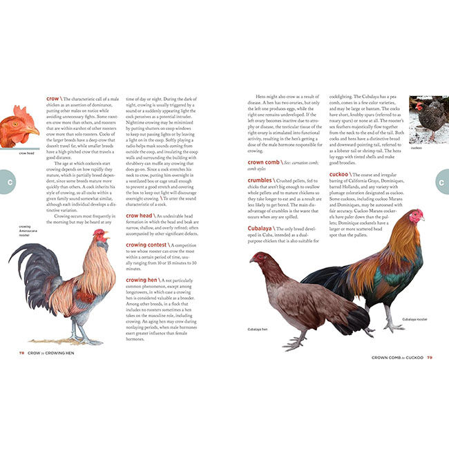The Chicken Encyclopedia: An Illustrated Reference image number null