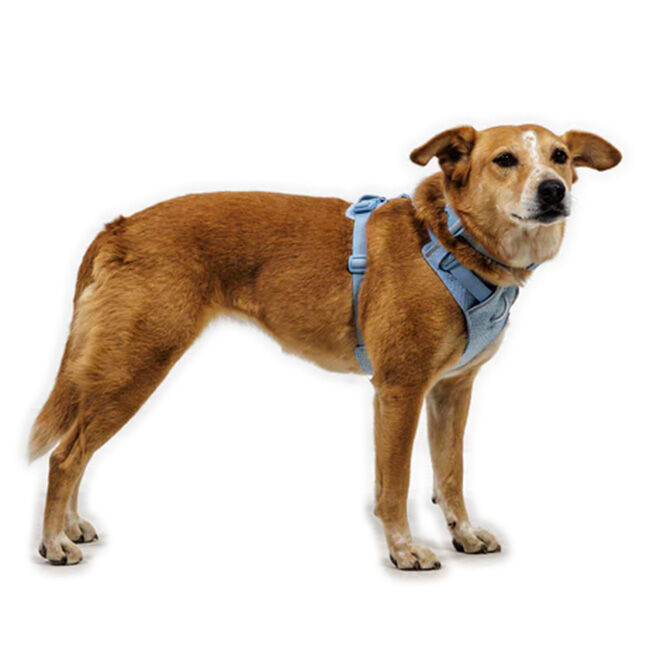 Ruffwear Front Range Flex Harness - Polar Blue image number null